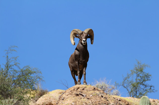 Unit%2B22%2BArizona%2BDesert%2BSheep%2BHunting%2BPhotos%2Bwith%2BJay%2BScott%2BOutdoors%2B5.JPG