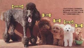 welcome to poodle guide poodle size poodle size chart