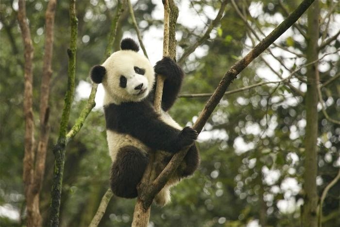 Gambar Tato Panda | gambar panda Gambar Tato Panda | gambar panda