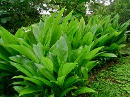 Image result for budidaya kunyit