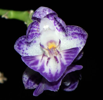 Orchid of Peninsular Malaya