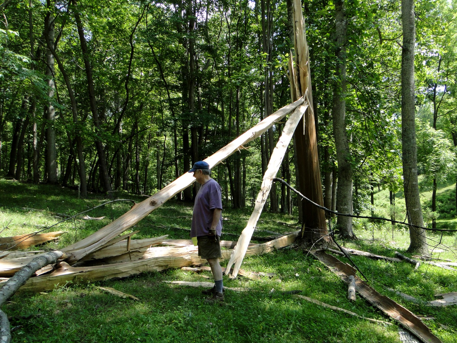 Appalachian Journal Exploding Tree