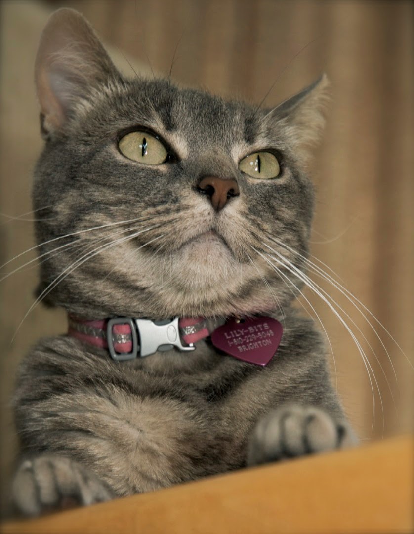 Kathleen Rouser And Cat Kitty In The Kitchen Fun With This