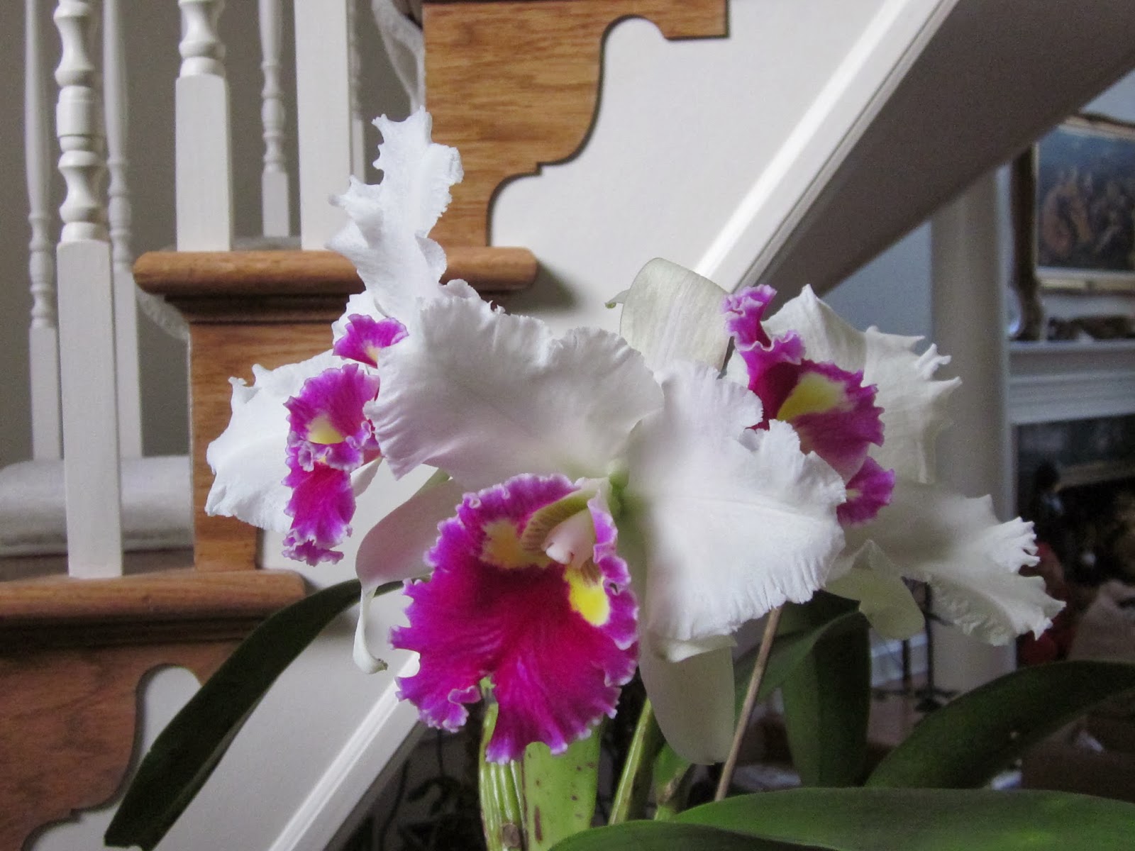 Orchids and Ikebana Orchid in Ikebana Arrangement