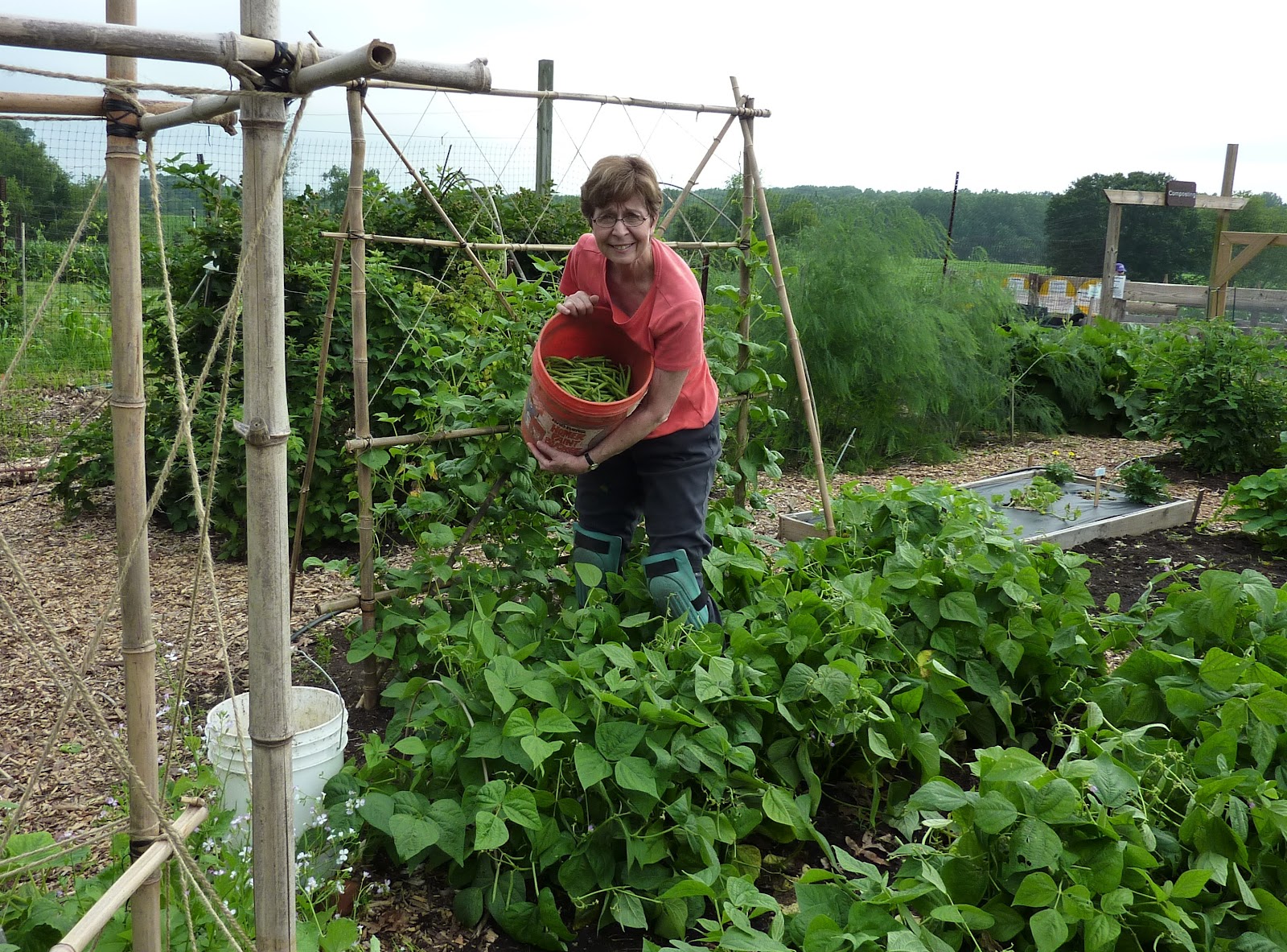 Grow It Eat It Bean harvest!