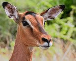 Impala