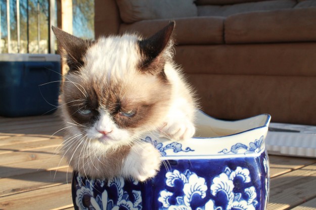 Foto-foto Grumpy cat, kucing yang selalu cemberut | Kucing gue
