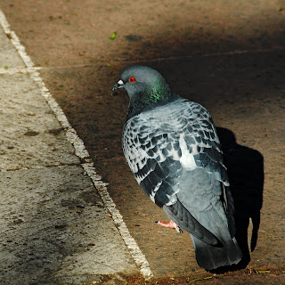 Pigeon, Mexico City, Mexico
