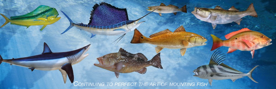 Gray Taxidermy - Continuing to perfect the Art of Mounting Fish