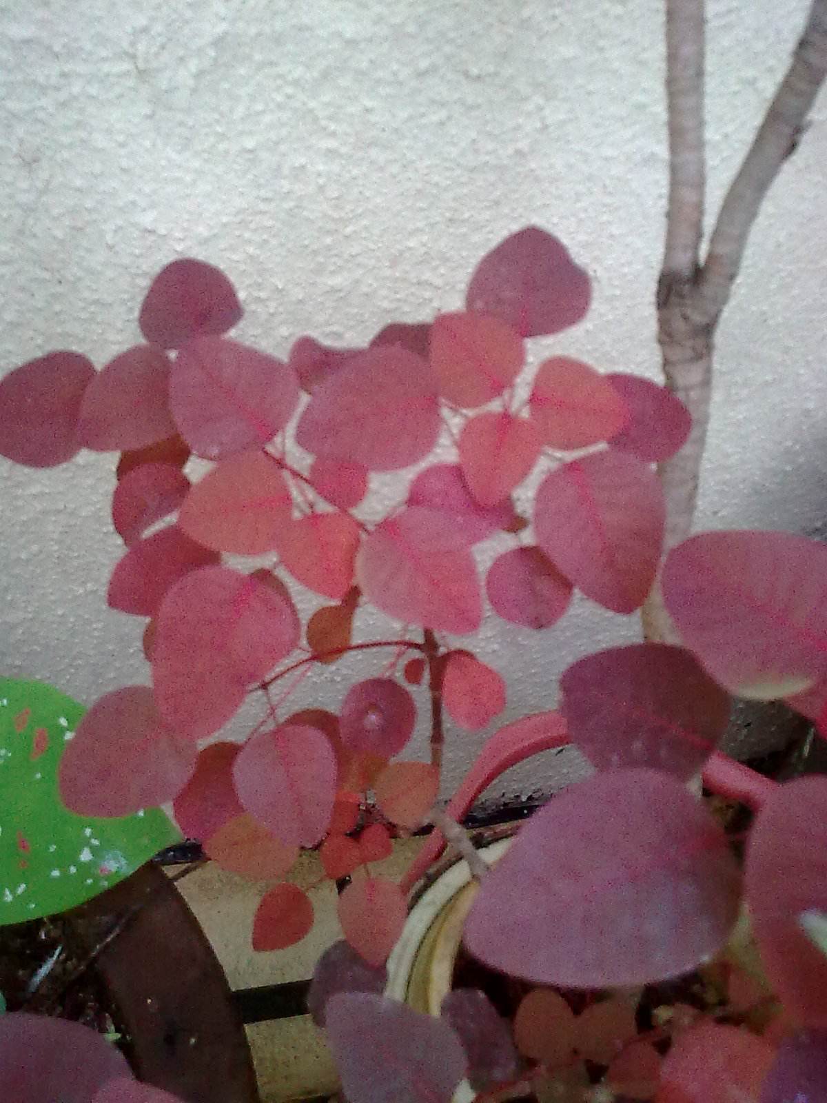 Garden Care Simplified Carribean Copper Plant / Gold Coins Plant