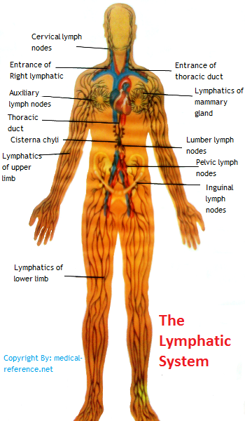 lymph node diagram | ... Afferent lymphatic vessels ...