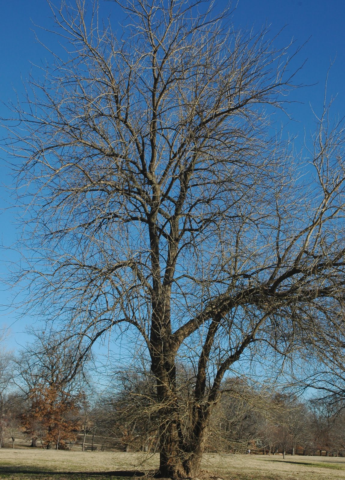 Snapshots Winter tree one, Hunter Park, Tulsa, OK