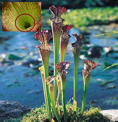 Plantas Carnívoras