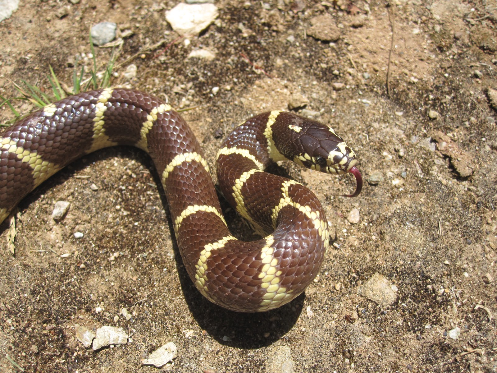 Cannundrums California Kingsnake
