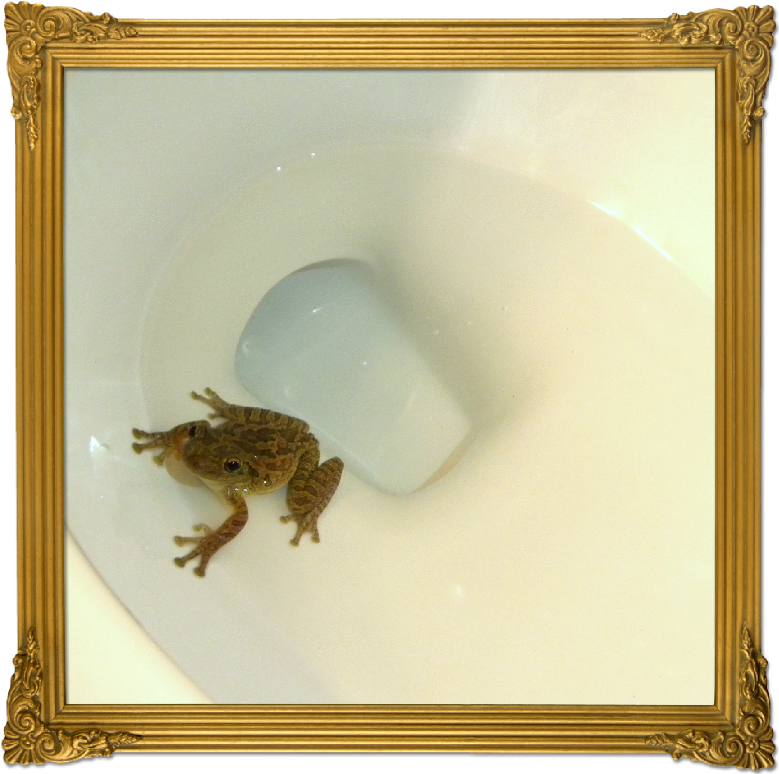 There’s a Frog in My Toilet