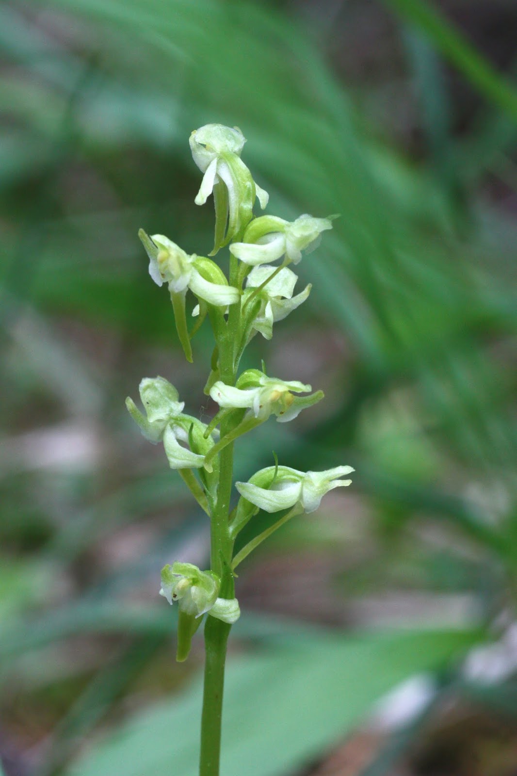 Native Orchids of the Pacific Northwest and the Canadian Rockies