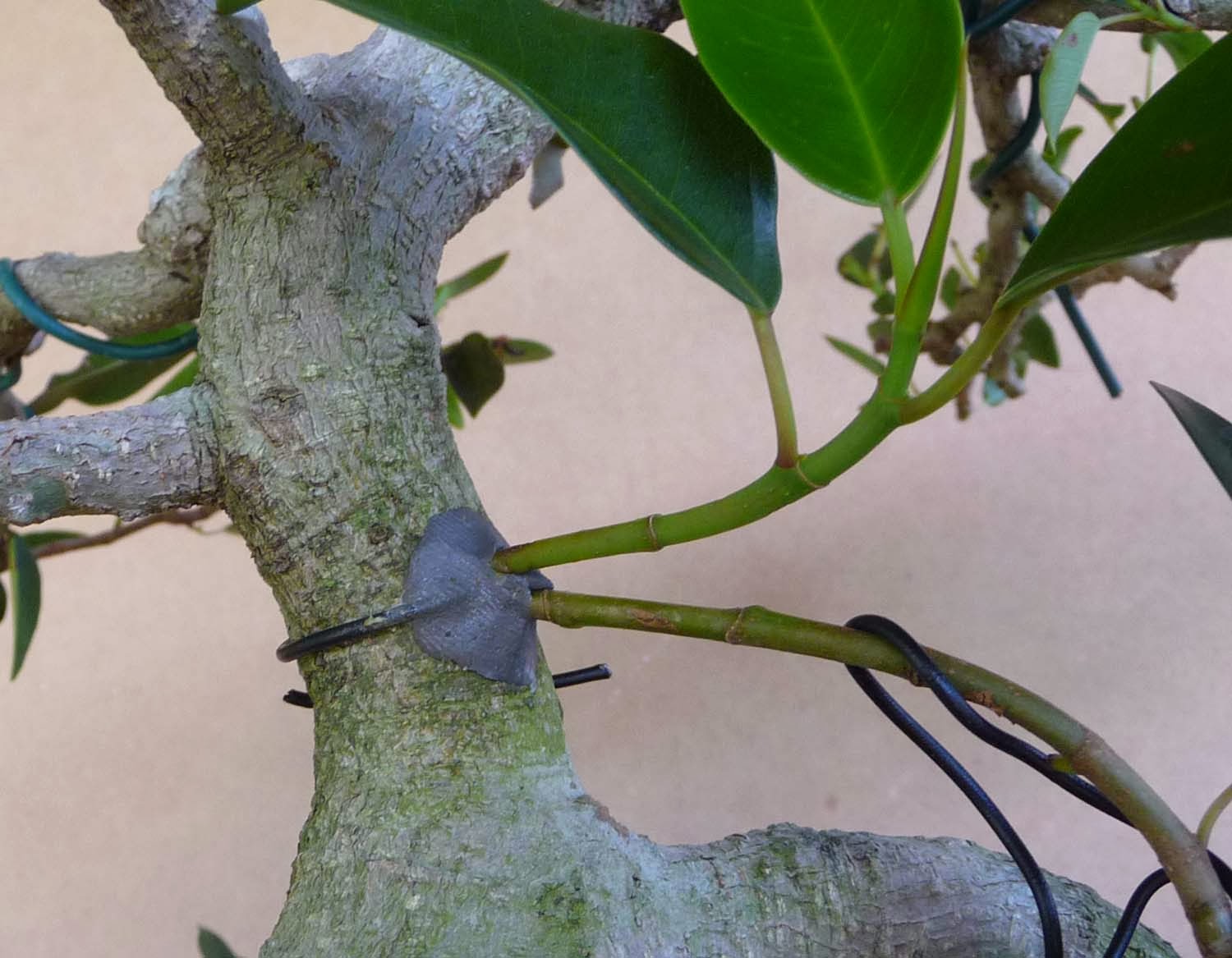 Stephen Cullum's Bonsai & Pottery Post 132 Ficus Hairpin Insertion