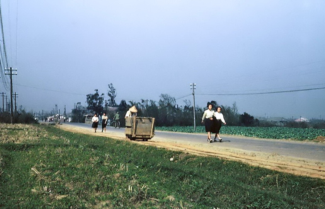 1960/1958年新竹客家婦女真實從事農務/新竹市光復路牛