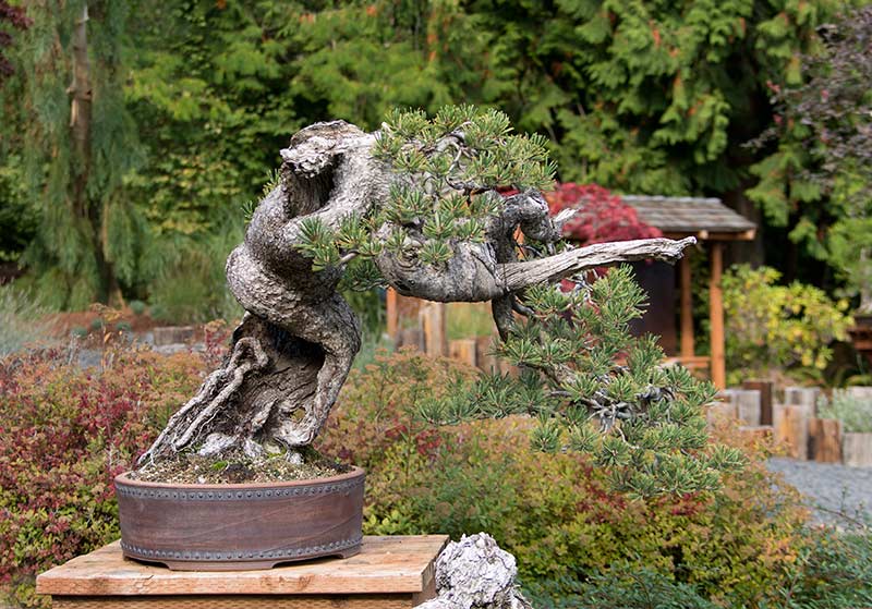 Walter's Travelogues Bonsai Mirai near Portland