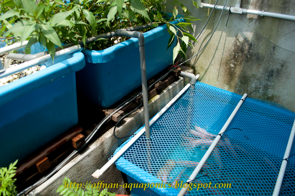 Affnan's Aquaponics Tilapia Separate Tub