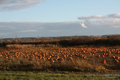 pumpkin patch