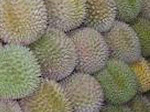 Memburu Durian di Marelan