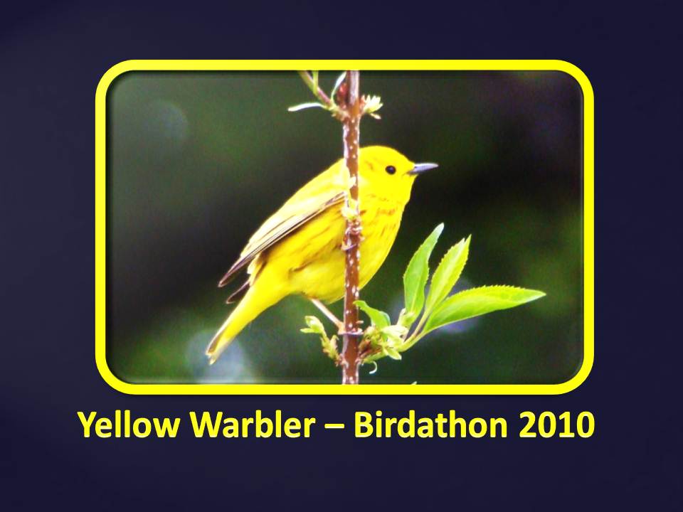 Slide Show Of Some Of My Bird Photos >> The Nature Of Framingham Fantastic Birds Of The Usa Slide Show Of Some Of My Bird Photos >> The Nature Of Framingham Fantastic Birds Of The Usa