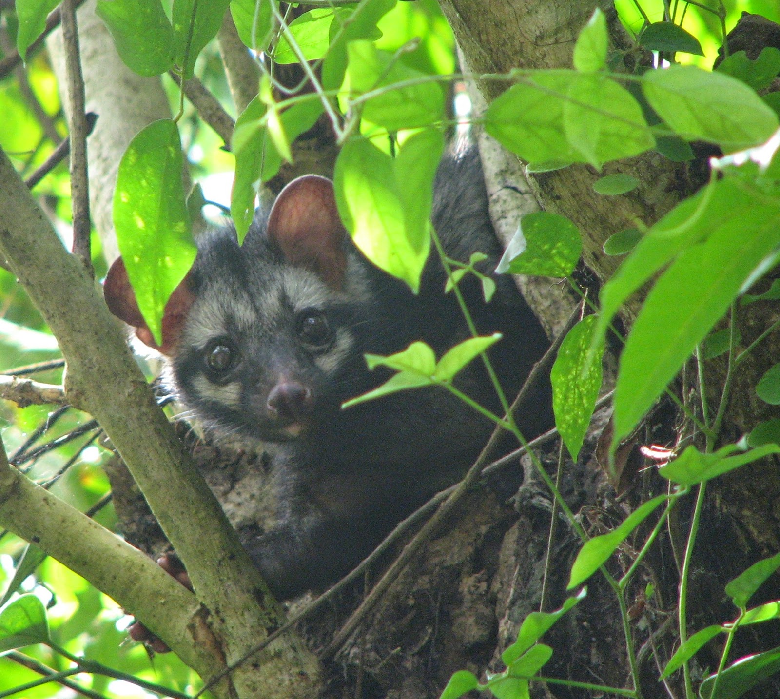 Is A Small Lithe Bodied Mostly Nocturnal Mammal And Member Of The Viverridae Family Native To South Southeast AsiaTheir Lifestyle Believed Be Is A Small Lithe Bodied Mostly Nocturnal Mammal And Member Of The Viverridae Family Native To South Southeast AsiaTheir Lifestyle Believed Be