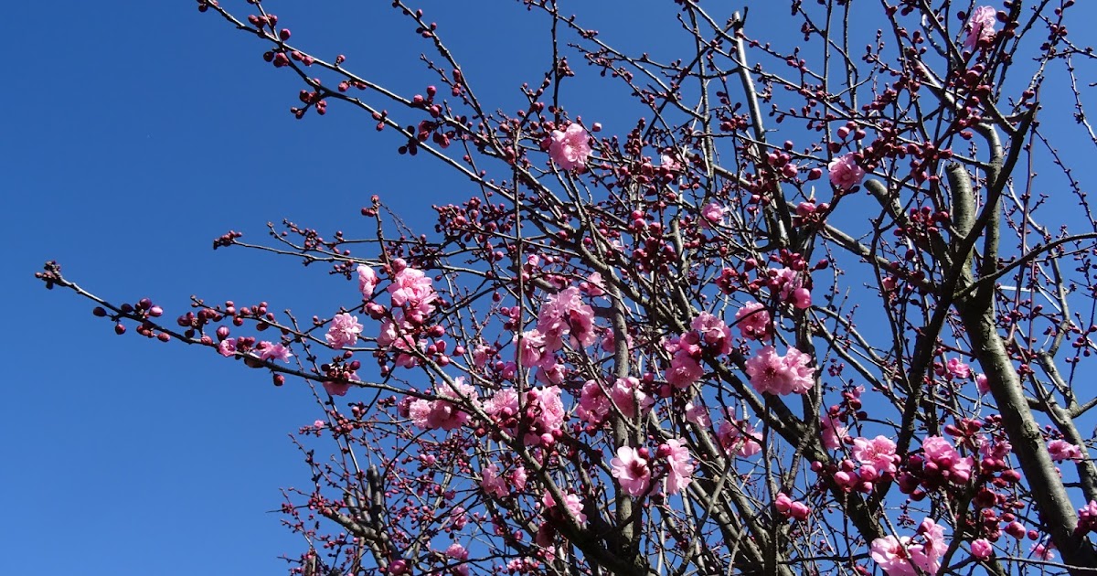 Melbourne Fresh Daily MELBOURNE STREET TREES 124 FLOWERING PLUM