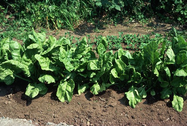 What Is Spinach: Cultivation of Spinach
