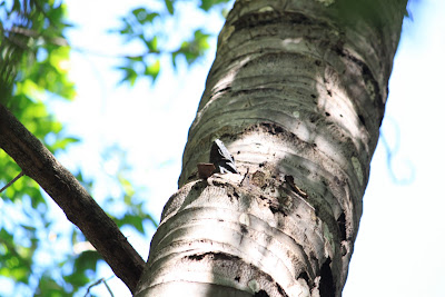 Iguana Nicaragua