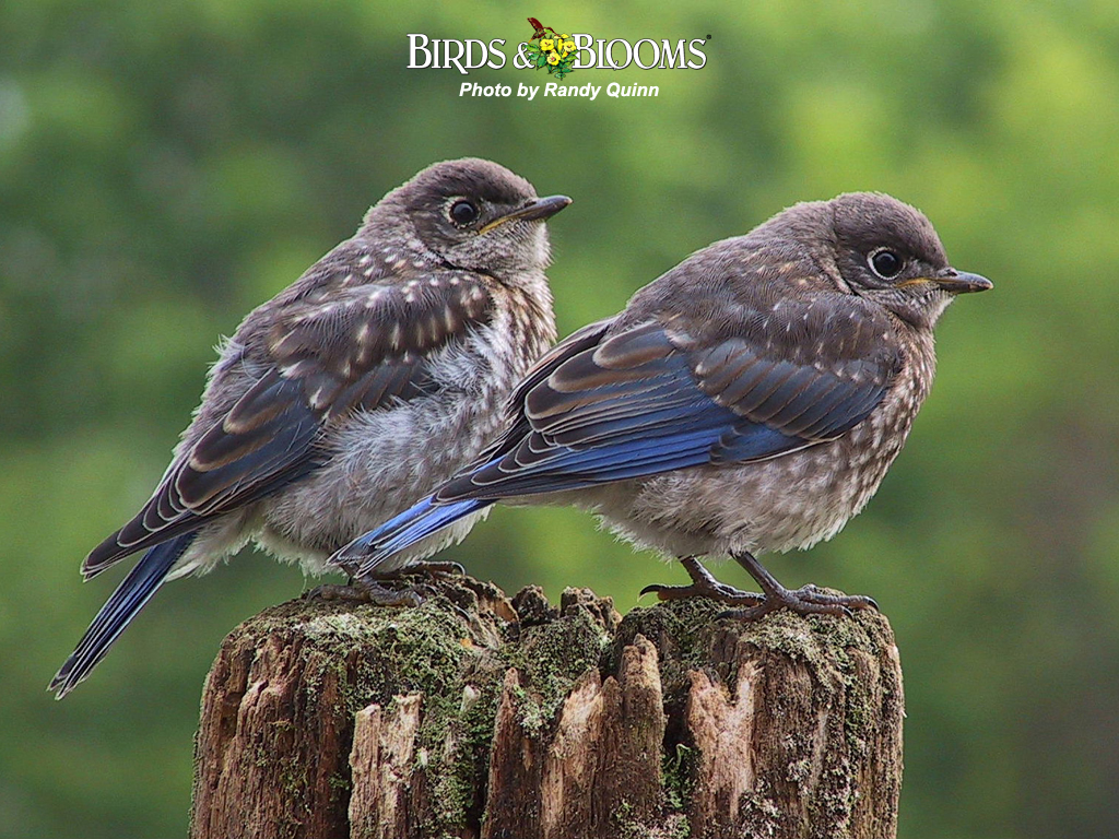 Birds And Blooms Wallpaper Wallpaper & Pictures