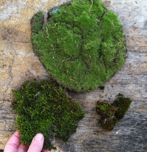 The Fern And Mossery Which To Use Craft Moss Or Living Moss