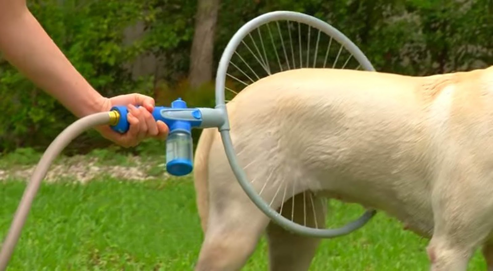 This BRILLIANT Invention Will Facilitate The Lives Of Dogs And Their