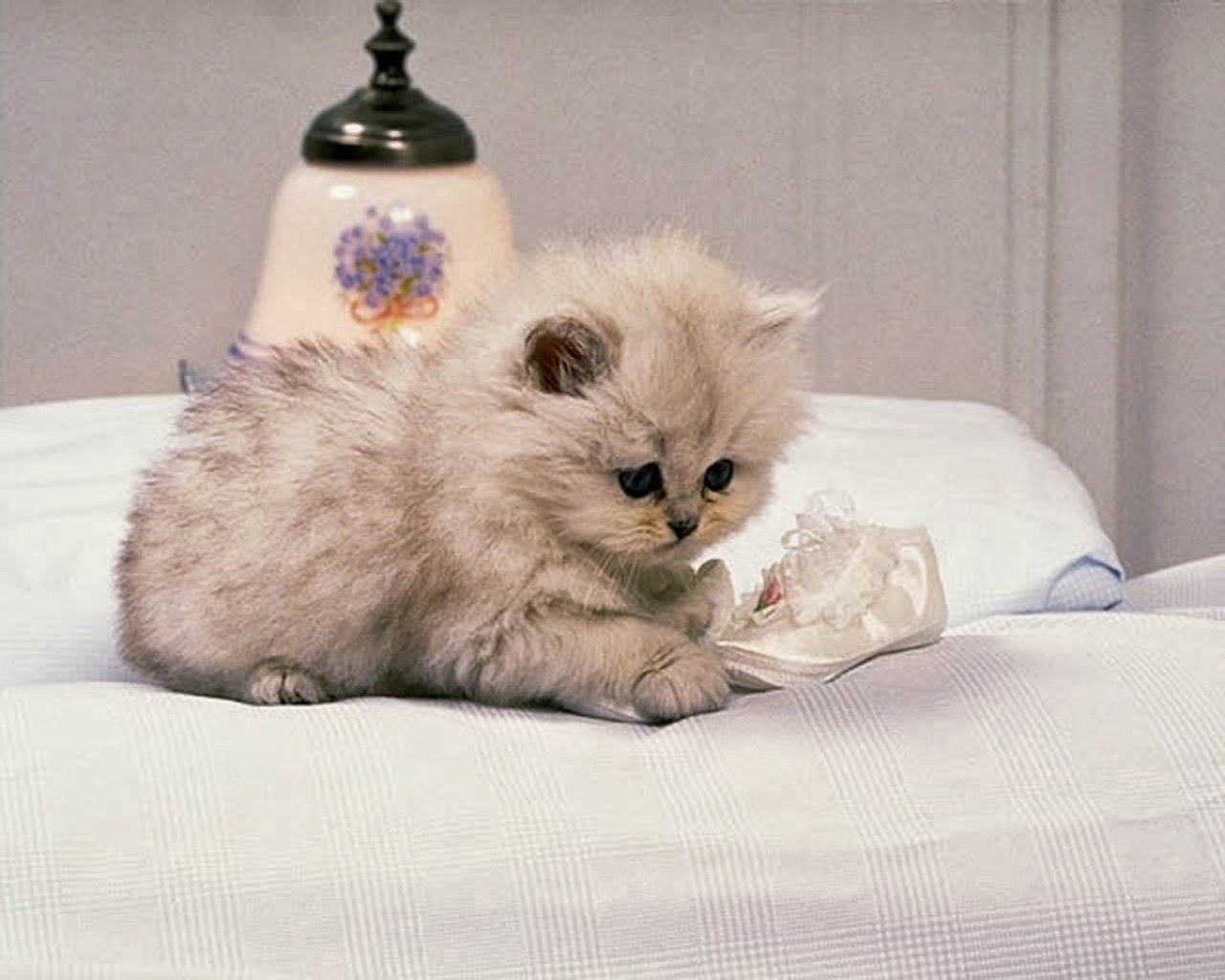 Hd Wallpapers Cute Cat Wallpapers