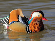 MALE MANDARIN DUCK (img )