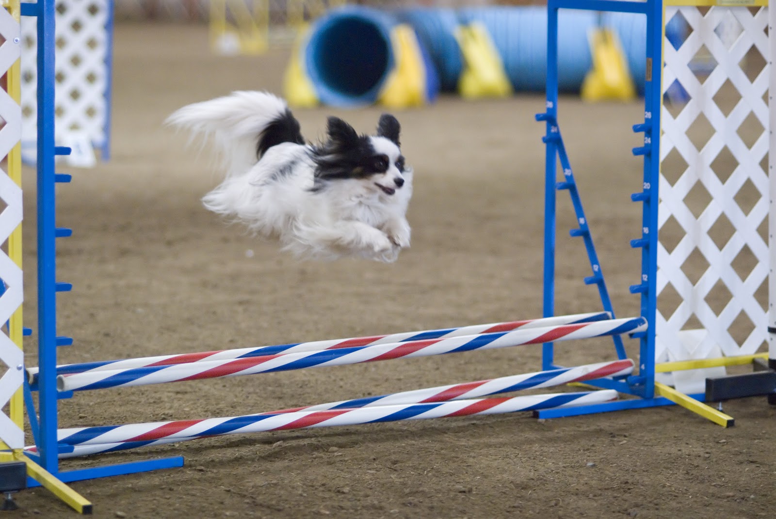 Papillon Dog The Speed Running and Highly Jumping