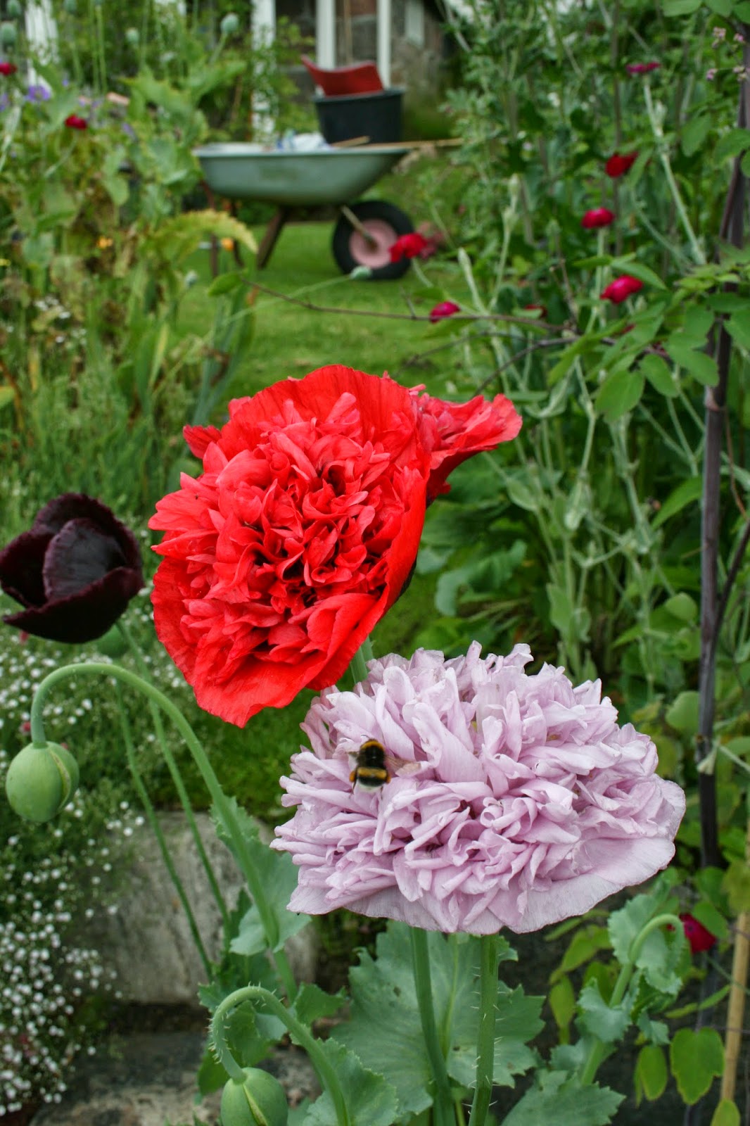 pionvallmo papaver somniferum