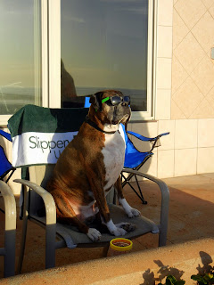 A pup enjoying the views on Pacific Beach