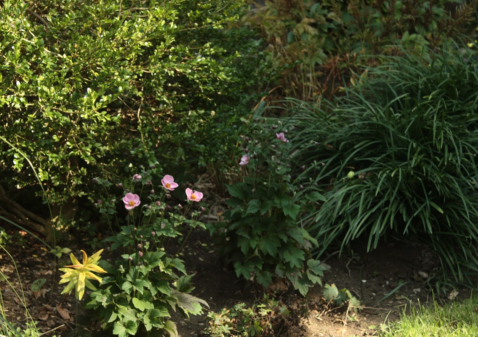 Spirea Spirea Victory Bridal Wreath Spirea Spirea Plant