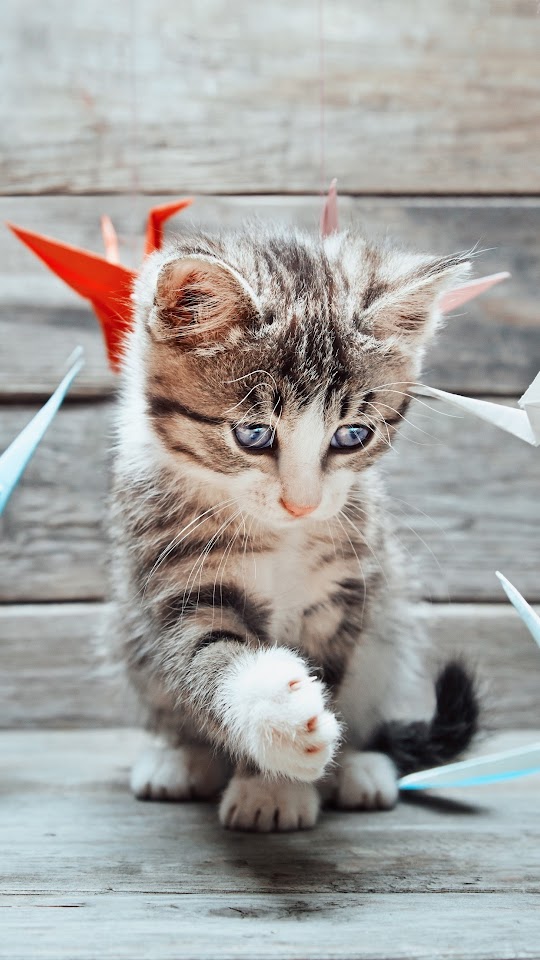 Cat Playing Colorful Paper Crane Android Wallpaper