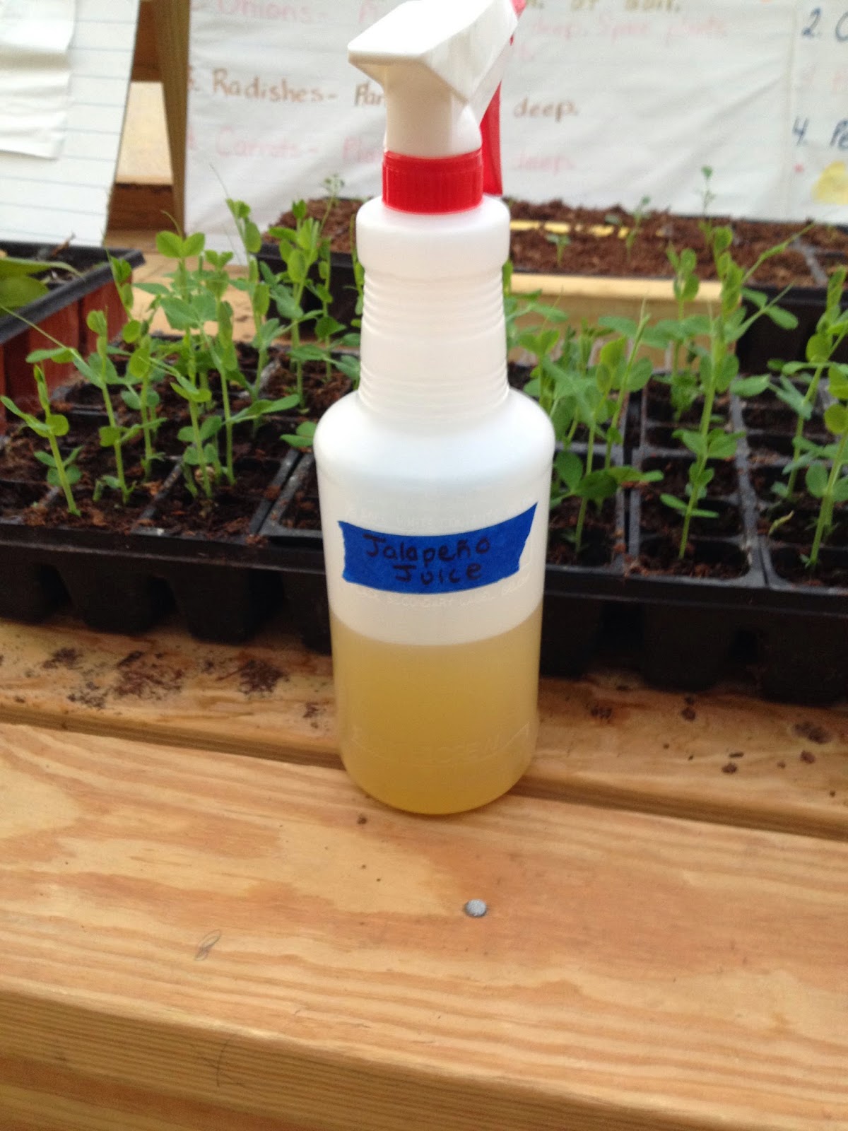 Homemade Garden Pest Control Jalapeño Juice