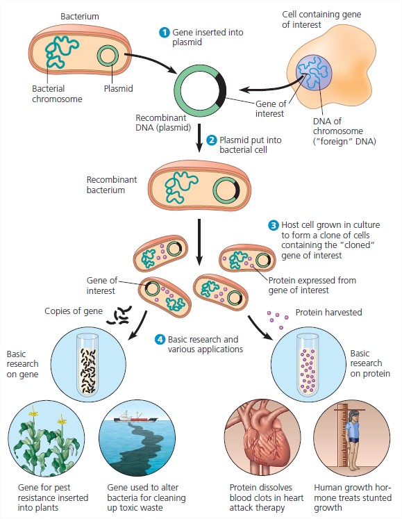 Dna Cloning And Its Applications  A Preview