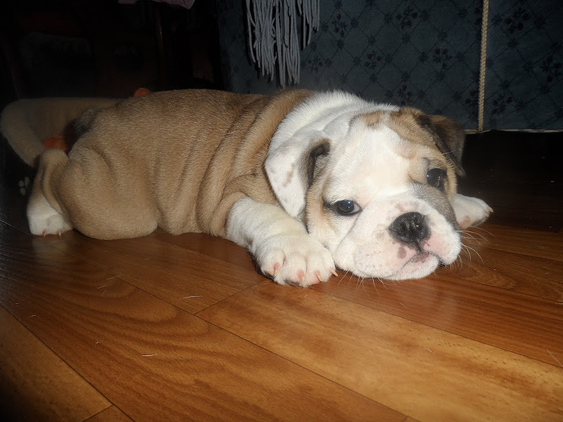 Мой английский бульдог