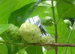 Benefits of Noni Fruit for Health