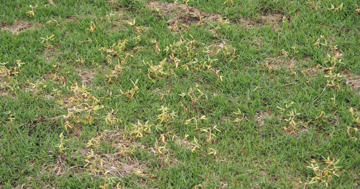 AboveCapricorn Zoysia Seed To Develop a New Sports Oval Part 2