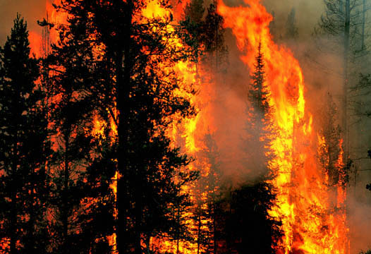 Big Forest Fires