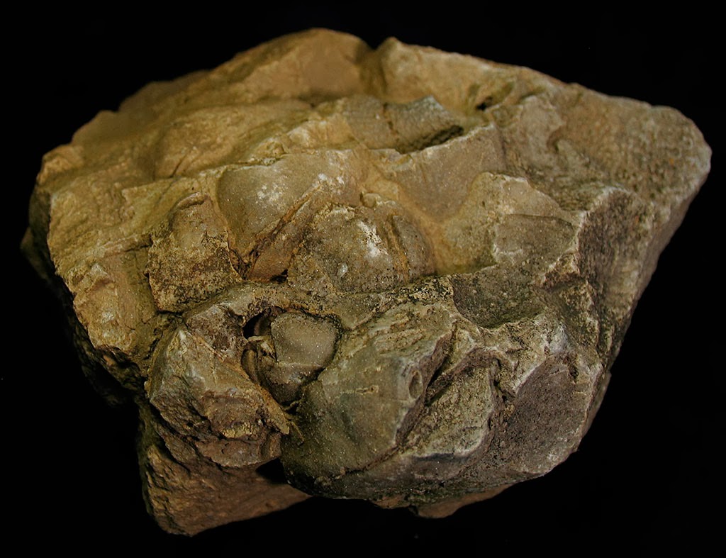 Louisville Fossils and Beyond A Pentamerus Fossil Cluster