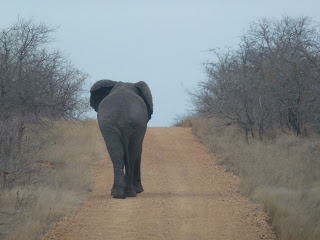 We zitten op het spoor van een gewichtige dikhuid. En ja hoor, even later blijken we achter een reus van een olifanten bul te rijden.