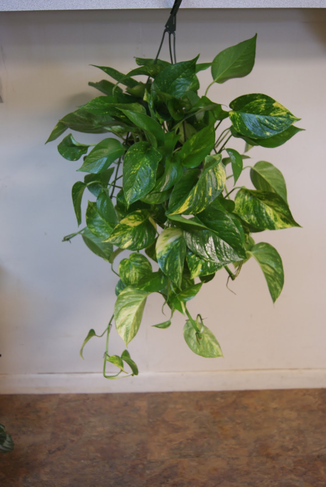 Kirkland Nurseries, LLC Golden Pothos